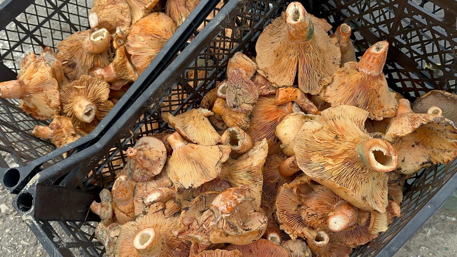 Yağmur yağdı, fiyatı 300 liradan 100 liraya düştü