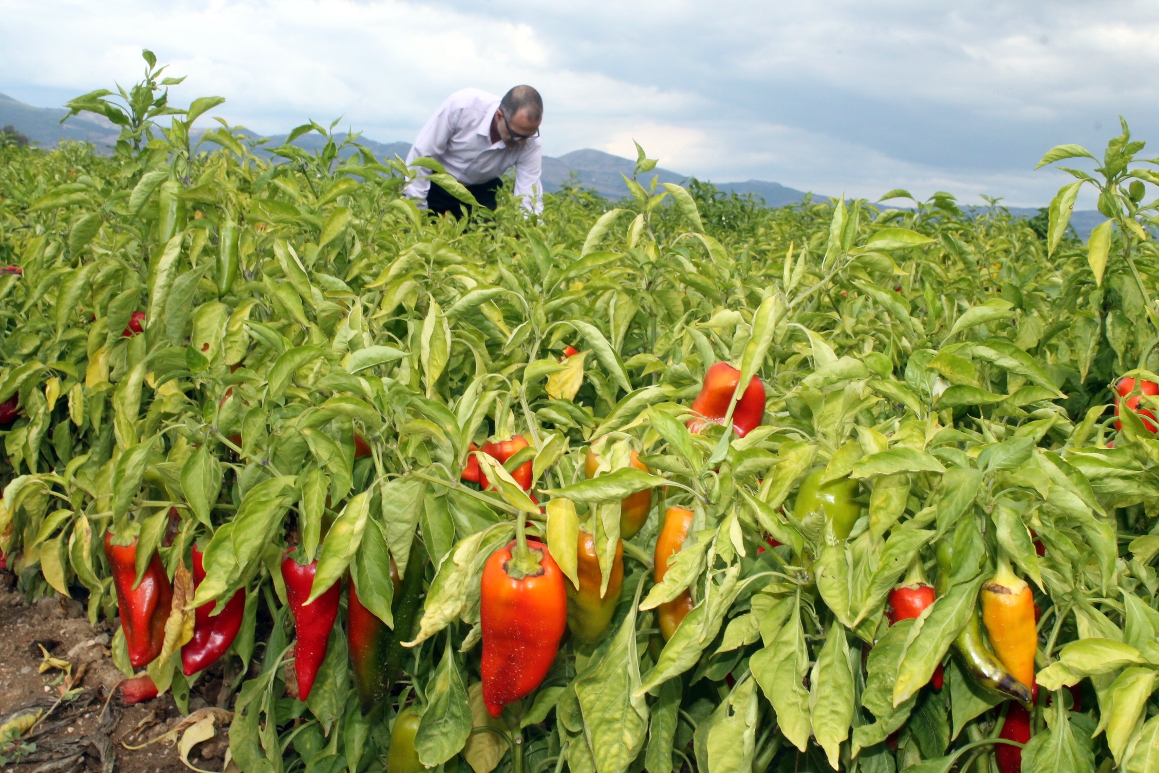 Yenişehir Yağlı Tohumlar Kooperatifi Başkanı Çetin: "Çiftçi umudunu kaybetmedi"