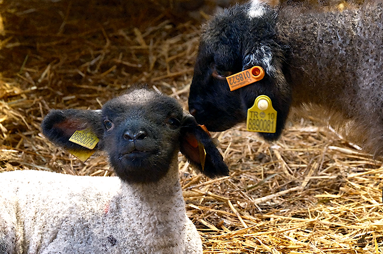 Yılların Merinos Koyunu'na yeni etçil rakip geldi: Bandırma Koyunu