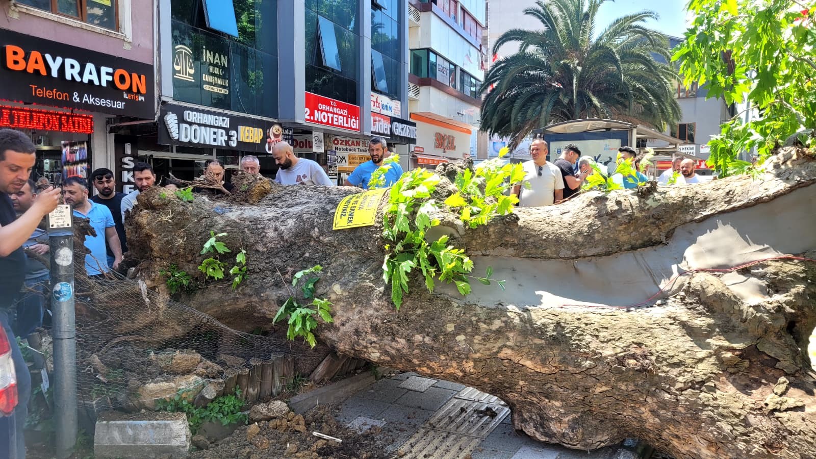 Yola Devrilen Tarihi Çınar Ağacı Trafiği Durdurdu