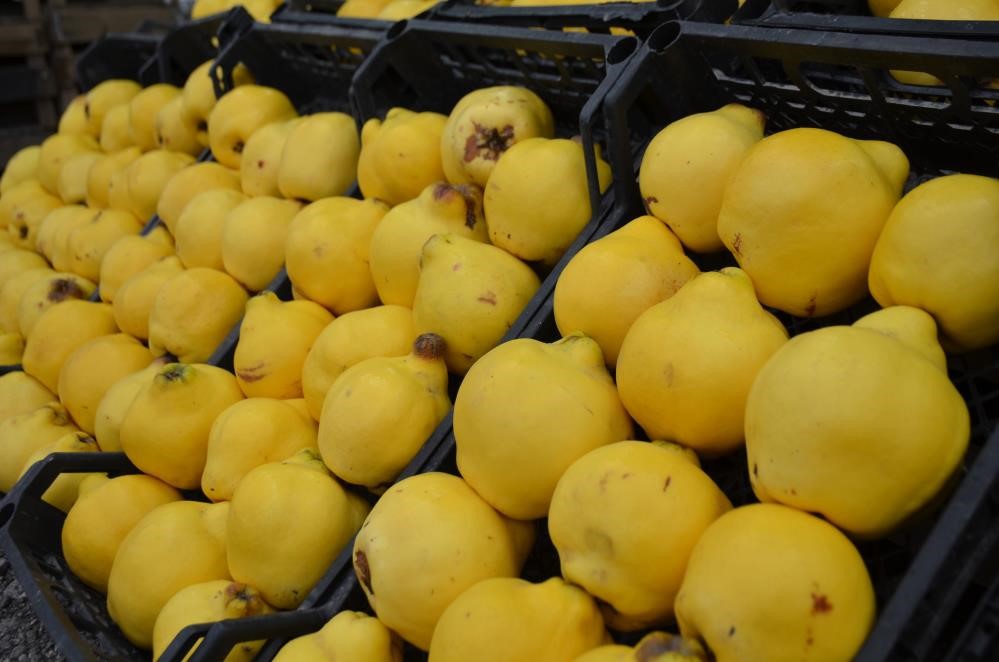 Zirai Don Üretimi Düşürdü... Bursa’da Ayva Fiyatları 300 Liraya Yaklaştı